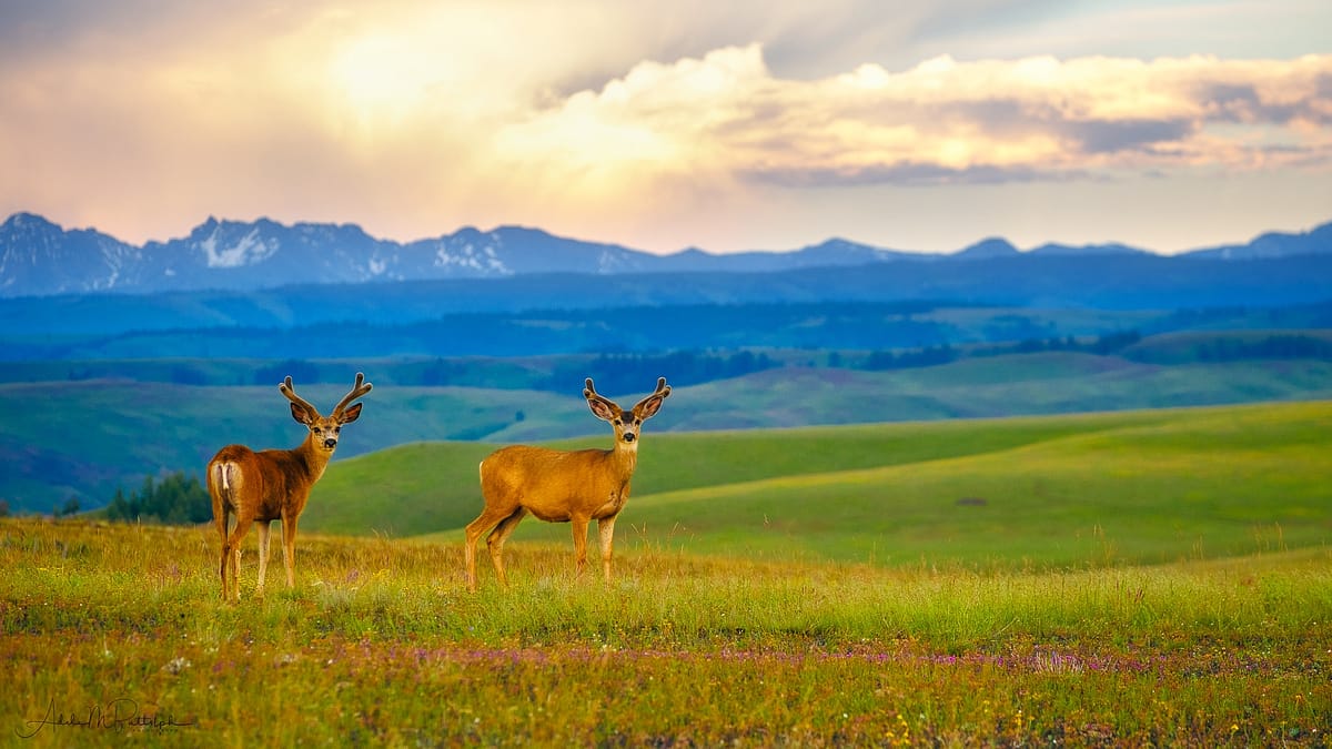 Two male deer photographed at sunset on the Zumwalt Prairie, Wallowa County, Oregon.