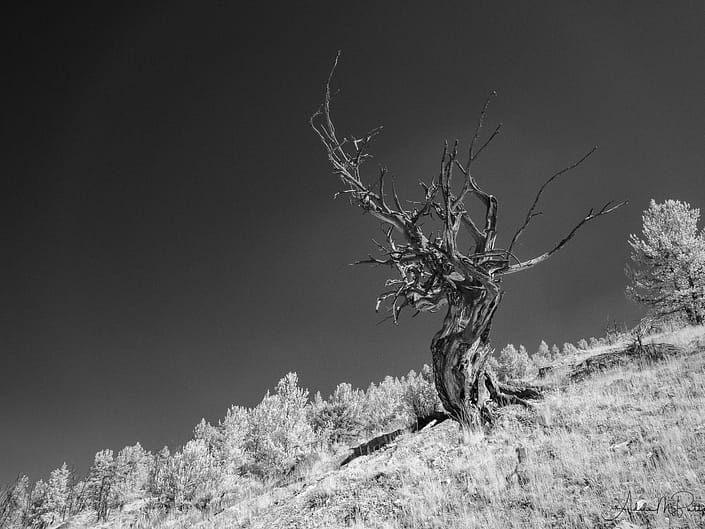 Twisted and dead tree on a slope above Upper Green River Lake, Wind River Range, Wyoming. Black and white photograph shot in infrared.